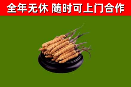 雷山县回收散虫草