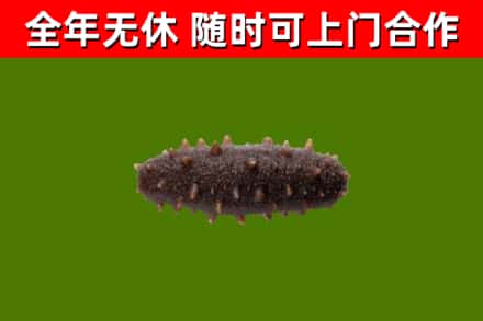 雷山县回收海参干